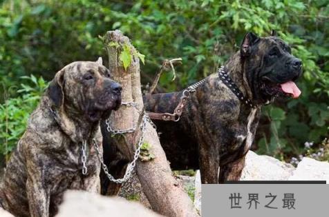 全球最凶猛犬种排名，十大凶犬的力量与特点揭秘